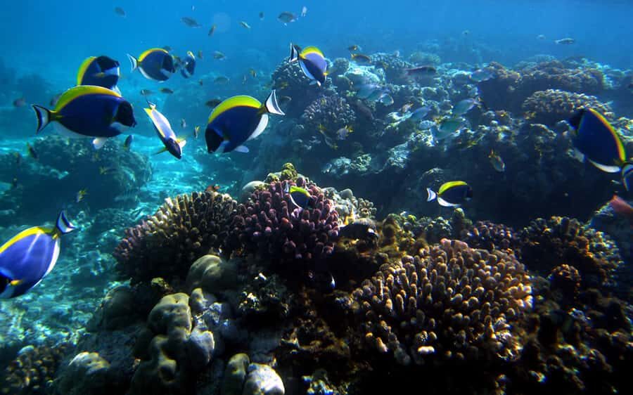 Mombasa: Kisite Park Private Cruise with Breakfast and Lunch - Wasini Island: Coral Garden Walk, Mangroves, and a Swahili Lunch