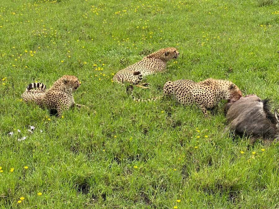 Mombasa: Tsavo East National Park Day Trip with Lunch - Tsavo East From the Coast: Big Safari Energy in One Long Day
