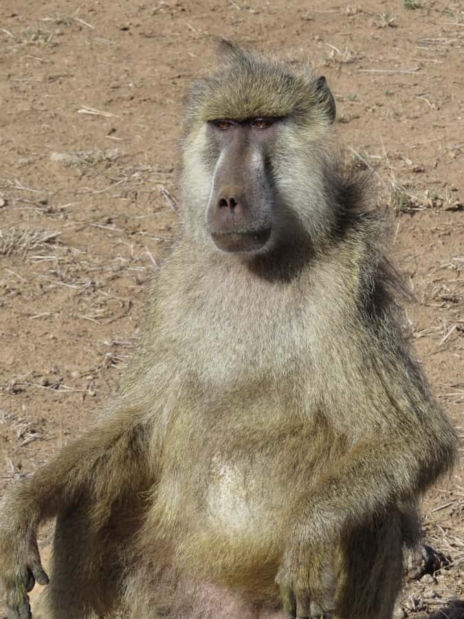 Mombasa: Tsavo East National Park Day Trip with Lunch - From Mombasa or Diani Beach: Timing That Makes the Game Drive Count