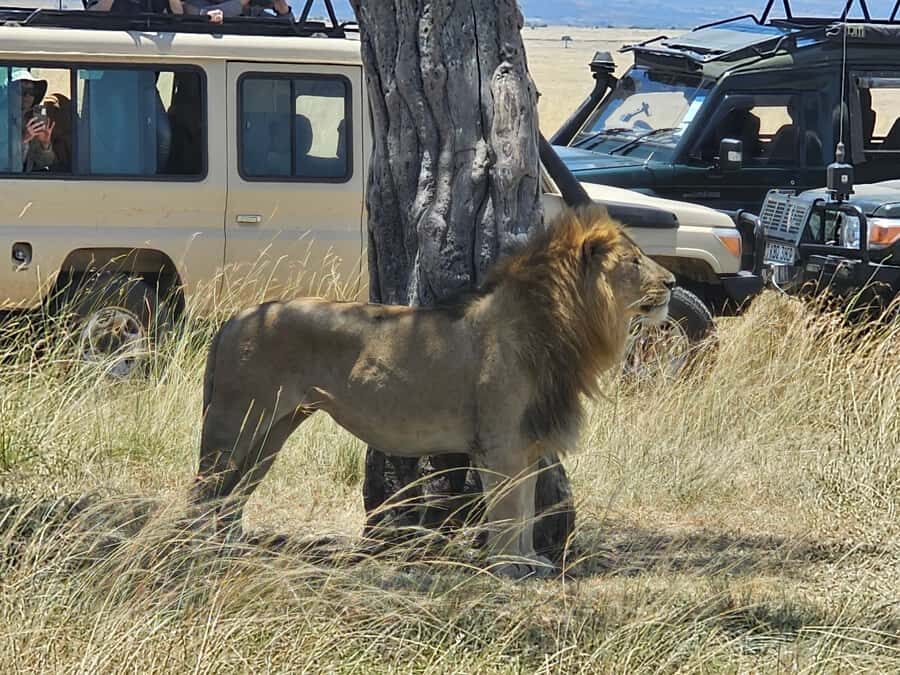 Mombasa: Tsavo East National Park Day Trip with Lunch - Lunch in the Camp Area: Hot Food, One Detail to Double-Check