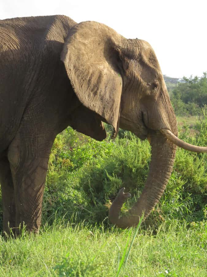 Mombasa: Tsavo East National Park Day Trip with Lunch - Wildlife Encounters: Elephants, Rhino Chances, and the Lions Question