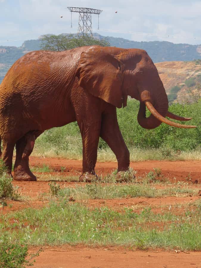 Mombasa: Tsavo East National Park Day Trip with Lunch - The Ride Matters: What to Expect From the Vehicle and Dust