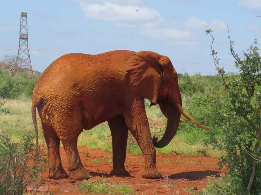 Mombasa: Tsavo East National Park Day Trip with Lunch - Price and Value: What $153 Covers, and What Costs Extra