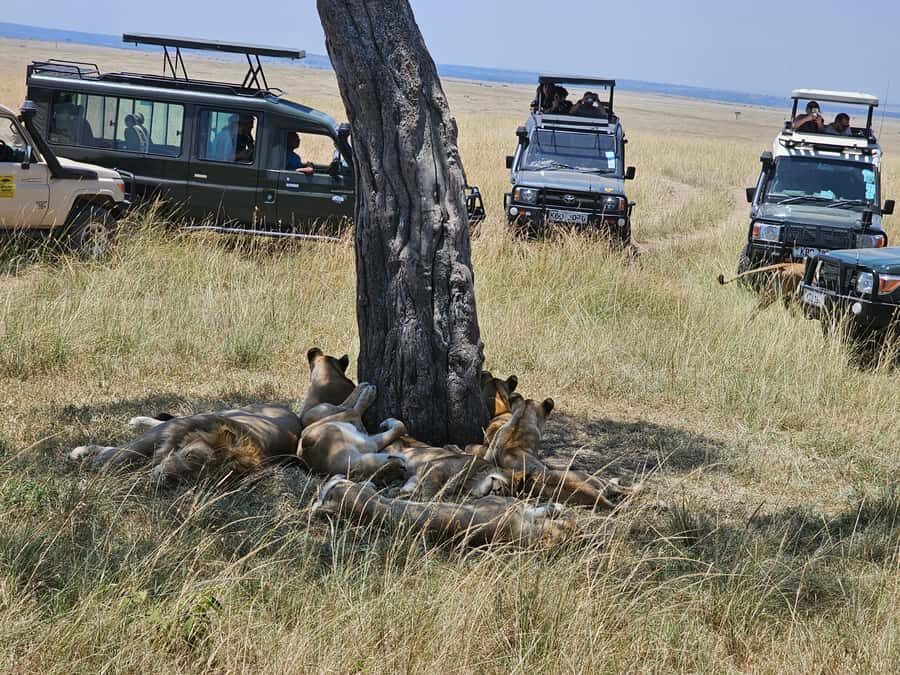 Mombasa: Tsavo East National Park Day Trip with Lunch - Who This Trip Suits Best (And Who Should Skip It)