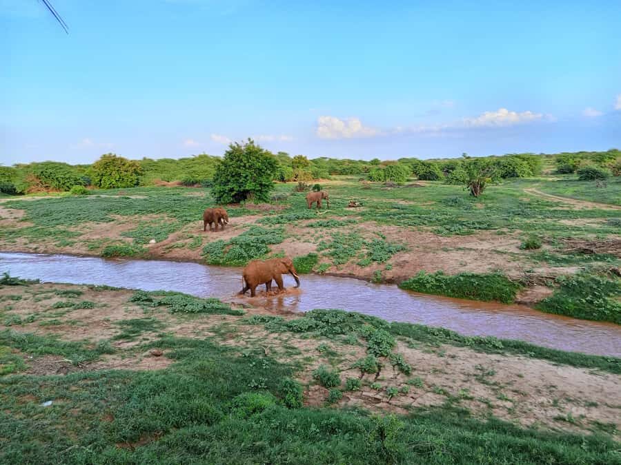 Mombasa: Tsavo East Ngutuni Sanctuary Overnight Safari - Key things that make this safari click