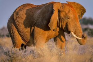 Mombasa: Tsavo East Ngutuni Sanctuary Overnight Safari - The ride to Tsavo East: van comfort, roof pop-up viewing, and early starts