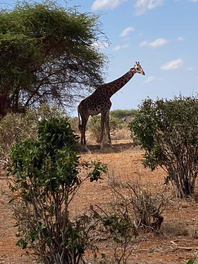 Mombasa: Tsavo East Ngutuni Sanctuary Overnight Safari - Ngutuni Safari Lodge: waterhole views and full-board comfort