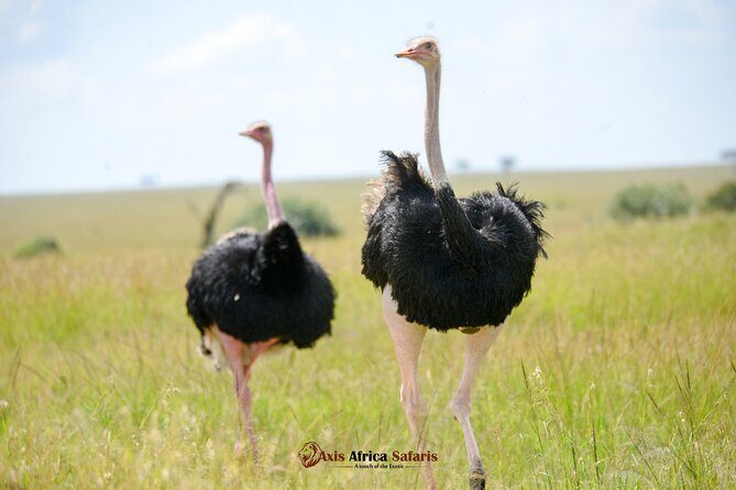 Multi Day Masai Mara Lake Nakuru Park Hellsgate Park Tour - Key highlights that make this safari click
