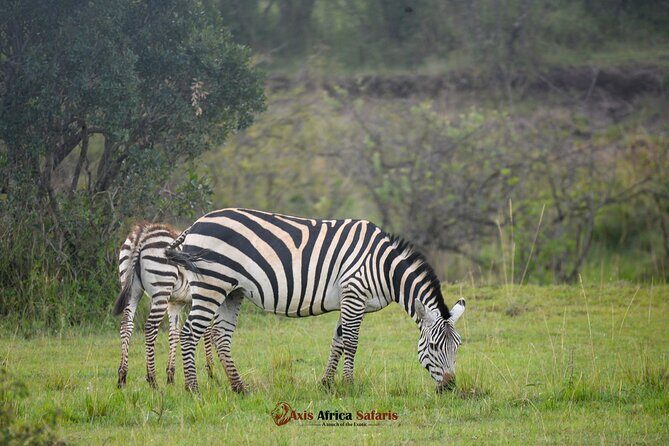 Multi Day Masai Mara Lake Nakuru Park Hellsgate Park Tour - Day 1 in Masai Mara: Your First Game Drive Starts Right After Check-In