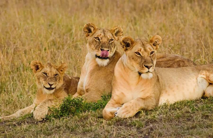 Nairobi: 3-Days 2-Nights Maasai Mara Group Safari in 4x4 - Maasai culture: what you get on day three and what’s optional