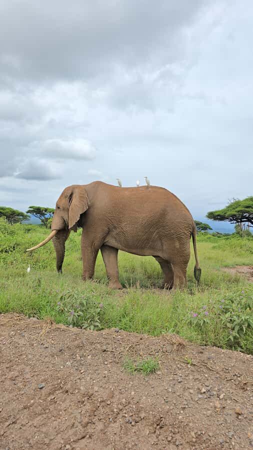 Nairobi: 3-Days 2-Nights Maasai Mara Group Safari in 4x4 - Who should book this group safari (and who might want something else)