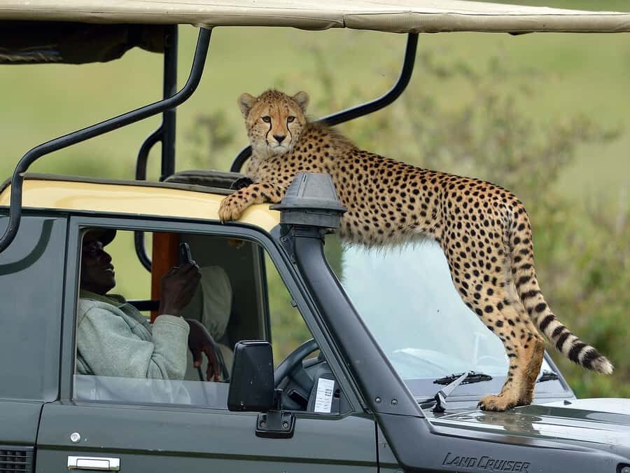 Nairobi: 4-Day Maasai Mara & Lake Nakuru Camping Safari - Nairobi to Maasai Mara: the Great Rift Valley warm-up you shouldn’t rush