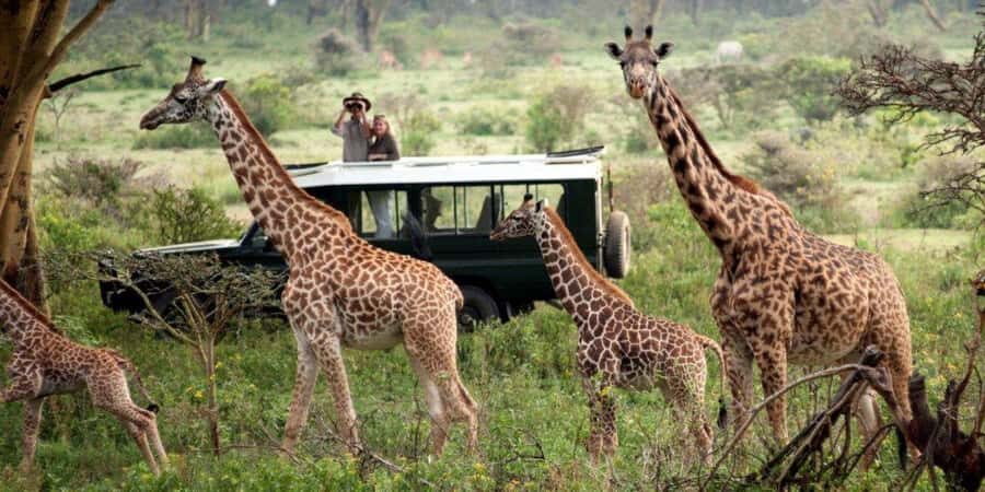 Nairobi: 4-Day Maasai Mara & Lake Nakuru Camping Safari - Lake Nakuru National Park: flamingos, birds, and rhinos in one compact finale