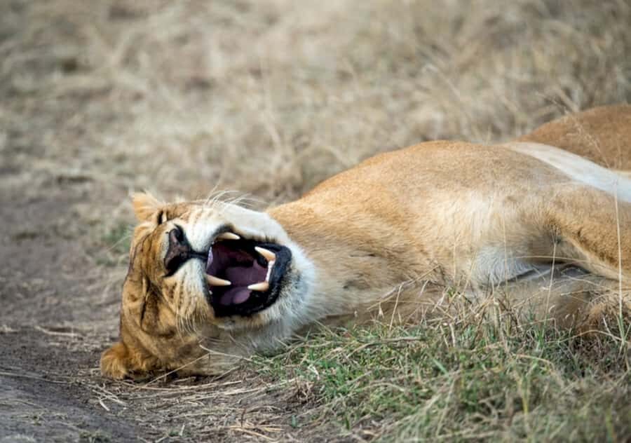 Nairobi: 4 Day Masai Mara and Lake Nakuru Camping Safari - Nairobi to Maasai Mara and Lake Nakuru: The Route That Works
