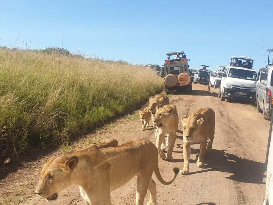 Nairobi: 4 Day Masai Mara and Lake Nakuru Camping Safari - Day 2: Full Day Maasai Mara Reserve Game Drive for Big Five Chances