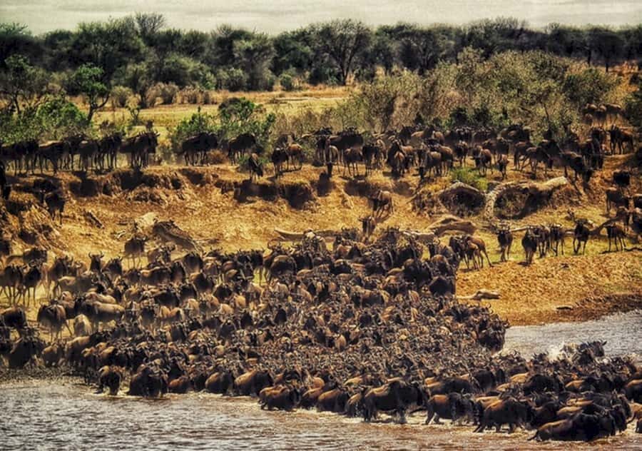 Nairobi: 4 Day Masai Mara and Lake Nakuru Camping Safari - Where You Sleep: Self-Contained Mara Tents and Nakuru’s Hotel-Style Stay