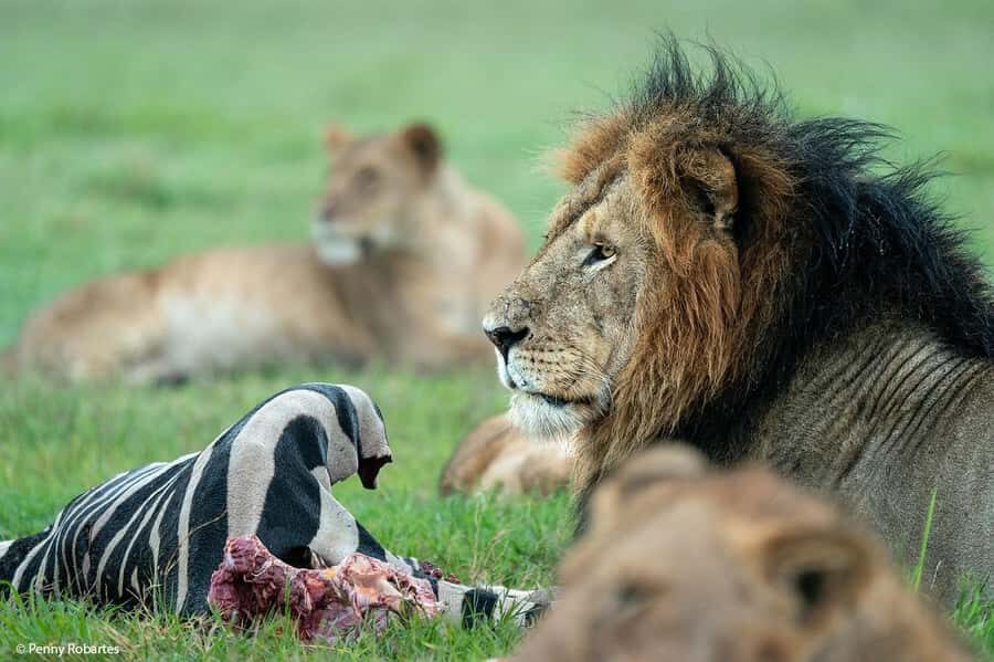 Nairobi: 4 Days Masai Mara & Lake Nakuru 4WD Camping Safari - Key highlights I’d circle first