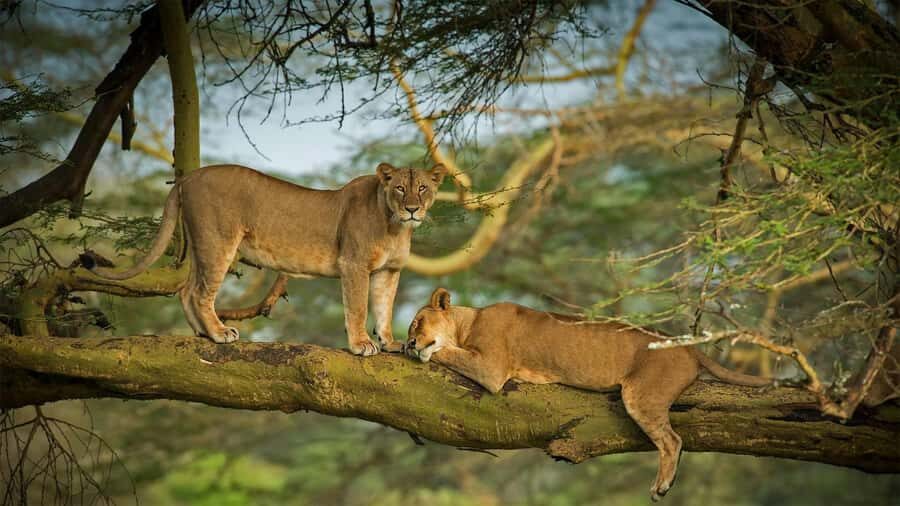 Nairobi: 4 Days Masai Mara & Lake Nakuru 4WD Camping Safari - Why Masai Mara plus Lake Nakuru fits a 4-day trip
