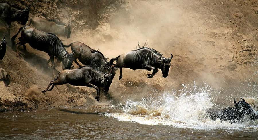 Nairobi: 4 Days Masai Mara & Lake Nakuru 4WD Camping Safari - Day 2: Full-day Masai Mara game viewing for Big Five chances