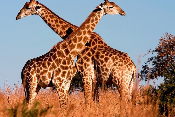 Nairobi Airport Layover Half Day Tour to Nairobi National Park - Animals you can actually hope to see in a half day