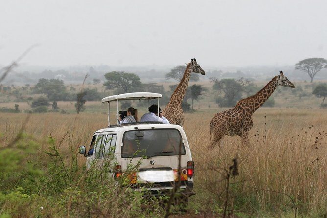 Nairobi Airport Layover Half Day Tour to Nairobi National Park - Private pacing: comfort, solo travel, and connection-flight nerves