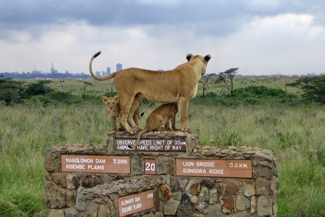 Nairobi Airport Layover Half Day Tour to Nairobi National Park - From airport door to pop-up safari van