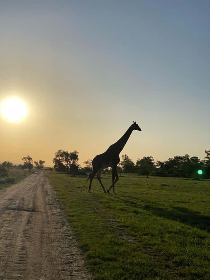 Nairobi: ATV/Quad Bike Wildlife Safari with Transfers & meal - The 2-hour guided quad ride: safety briefing, slow pace, and real sightings