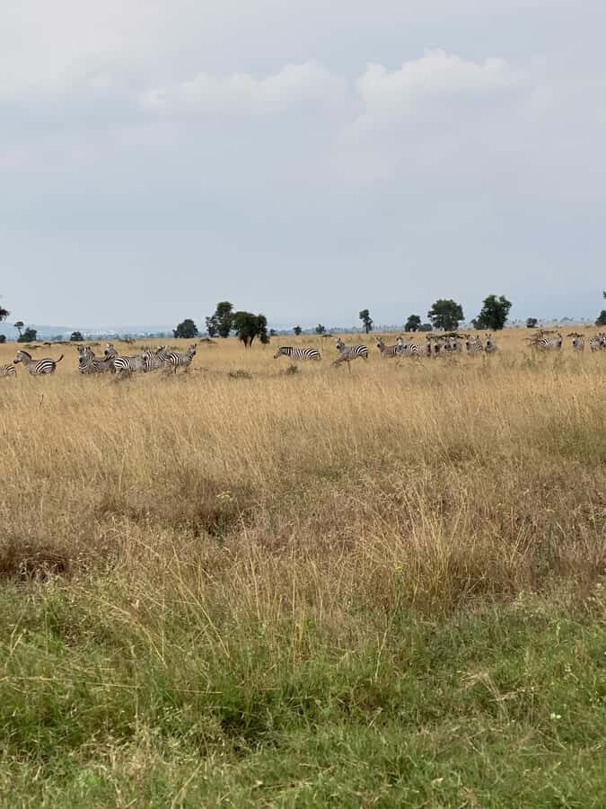 Nairobi: ATV/Quad Bike Wildlife Safari with Transfers & meal - Lunch after the ride: three-course meal by the pool or garden