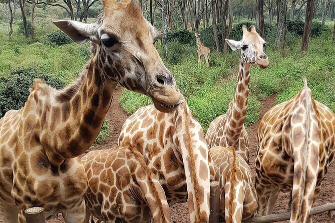 Nairobi city sights, Giraffe Encounters and Bomas Kenya Tour - Giraffe Centre: feeding Rothschild giraffes without the heavy “safari” day