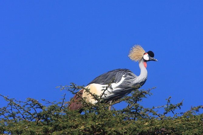 Nairobi City Tour - Nairobi National Museum and Snake Park: Kenya in one focused morning