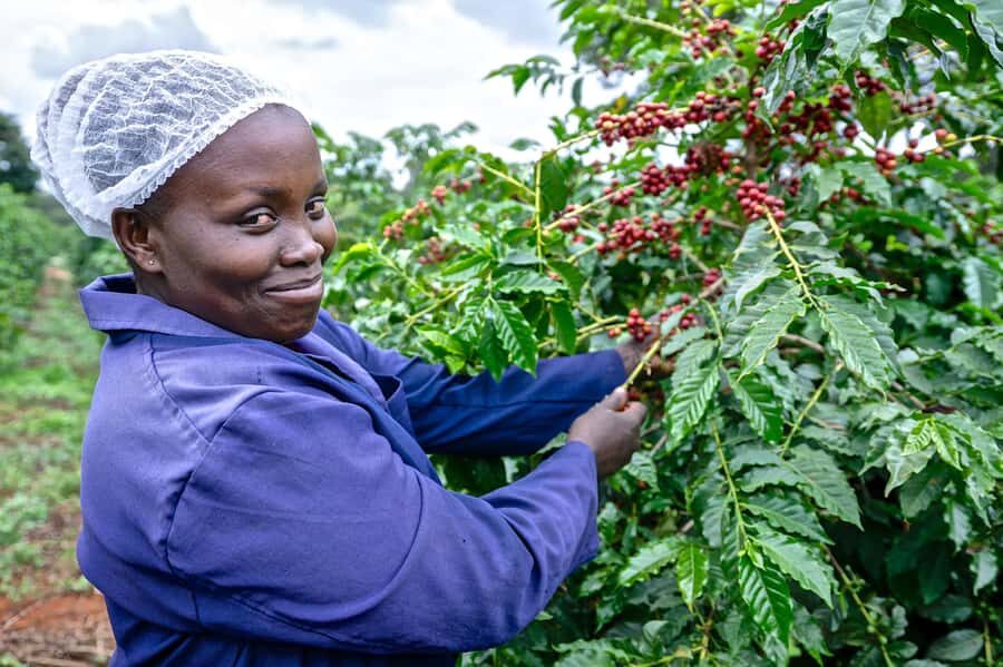 Nairobi: Coffee Factory and Farm Tour with Transfer - Key highlights you’ll care about