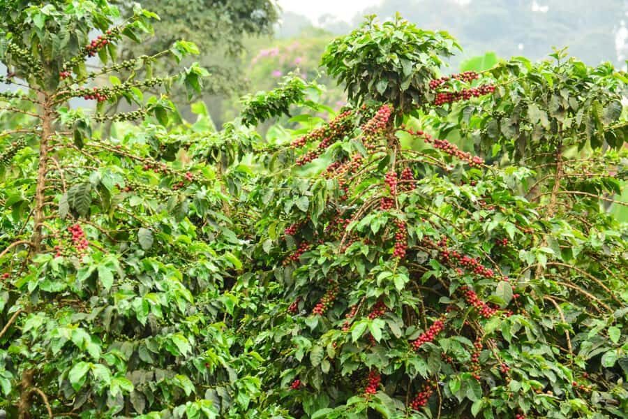 Nairobi: Coffee Factory and Farm Tour with Transfer - When you go: tour timing and what a 4-hour day feels like