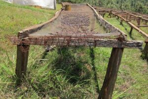 Nairobi Coffee Farm and Factory Tour - The working farm walk: what happens before coffee reaches your cup