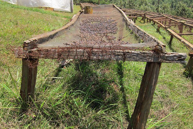Nairobi Coffee Farm and Factory Tour - The working farm walk: what happens before coffee reaches your cup