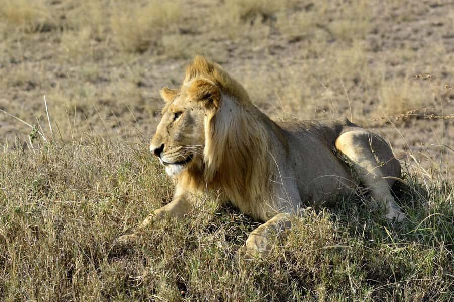 Nairobi: Day Tour to Amboseli National Park & Maasai Village - Key points before you go