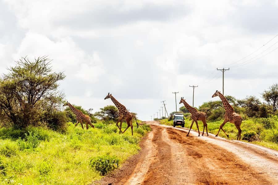 Nairobi: Day Tour to Amboseli National Park & Maasai Village - Should You Book This Nairobi Day Trip to Amboseli and a Maasai Village?
