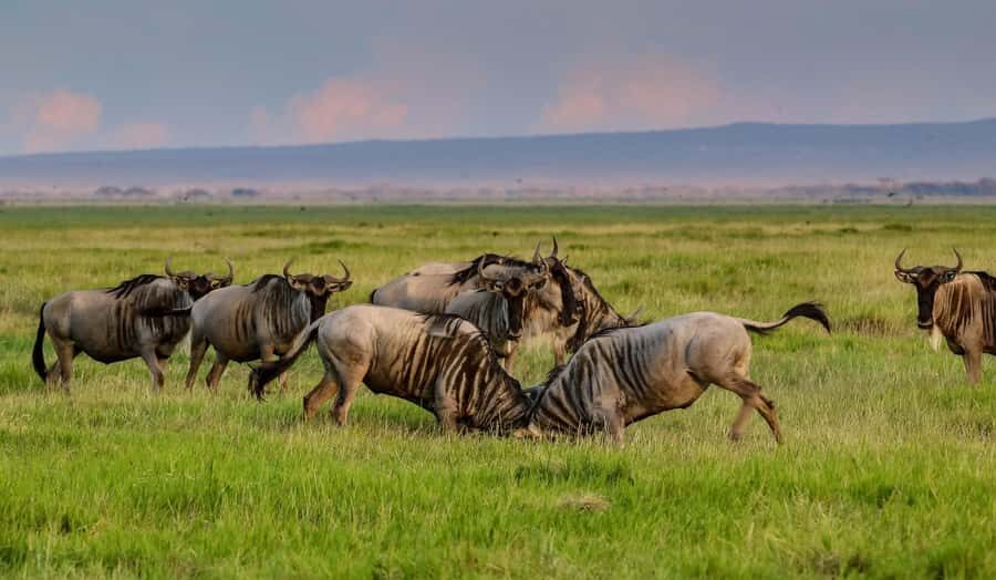 Nairobi: Day Tour to Amboseli National Park & Maasai Village - Entering Amboseli National Park: Why the View Is the Whole Point