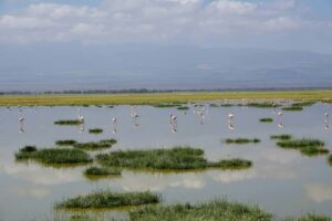 Nairobi: Day Tour to Amboseli National Park & Maasai Village - The Nairobi-to-Amboseli Drive: When Comfort and Time Really Matter