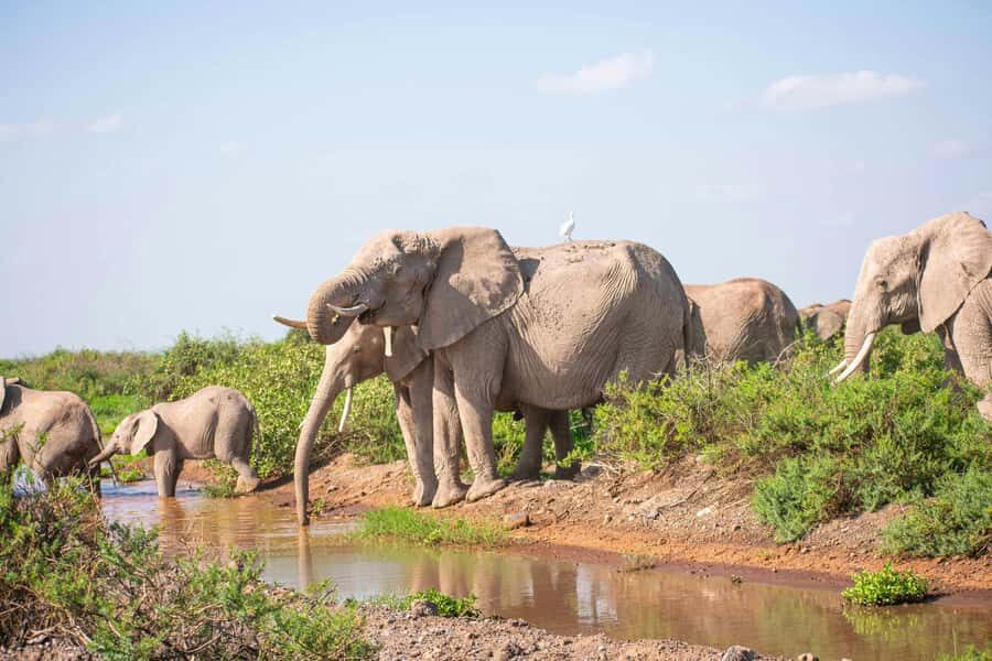 Nairobi: Day Tour to Amboseli National Park & Maasai Village - The Game Drive: How You Maximize Elephants (and Why Lions Are a Coin Toss)