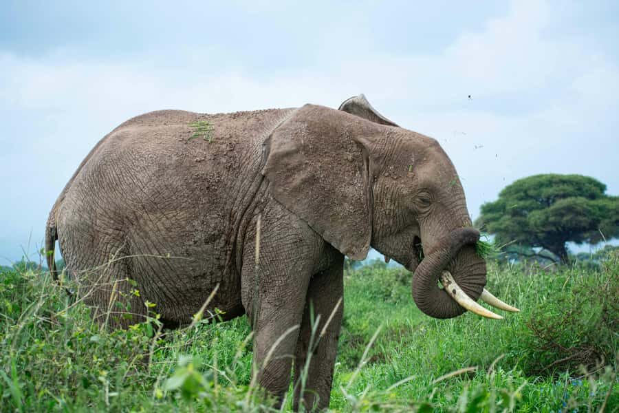 Nairobi: Day Tour to Amboseli National Park & Maasai Village - Guide and Driver Quality: The Difference Between a Good Day and a Great One