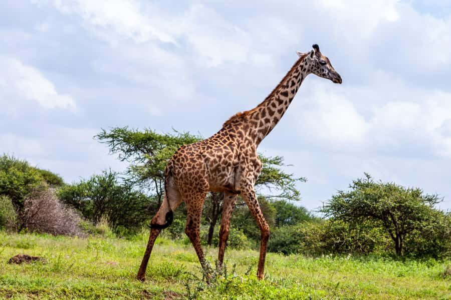 Nairobi: Day Tour to Amboseli National Park & Maasai Village - Price and Logistics: Is USD 75 Good Value Here?
