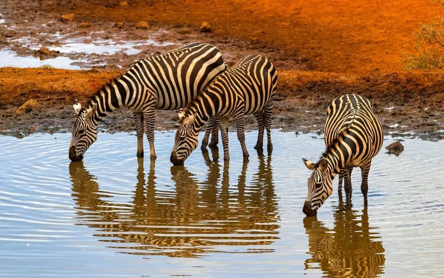 Nairobi: Day Tour to Amboseli National Park & Maasai Village - Who Should Book This and Who Might Skip It?