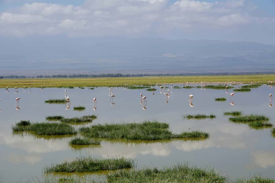 Nairobi: Day Tour to Amboseli National Park & Maasai Village - The Nairobi-to-Amboseli Drive: When Comfort and Time Really Matter