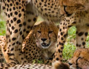 Nairobi: Day Trip to Maasai Mara Reserve & Maasai village - Rift Valley Road Time: the drive you can’t skip