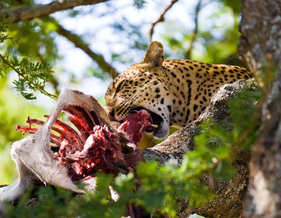 Nairobi: Day Trip to Maasai Mara Reserve & Maasai village - Game Drive Planning: shared van vs 4x4 Land Cruiser