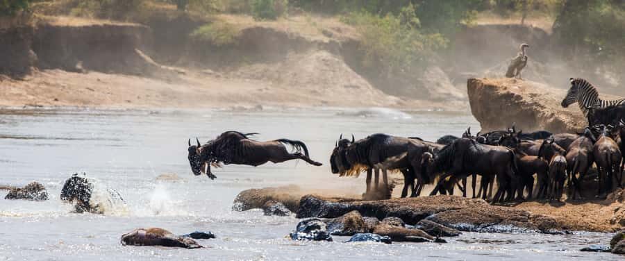 Nairobi: Day Trip to Maasai Mara Reserve & Maasai village - Inside the Reserve: what the midday picnic means for your energy
