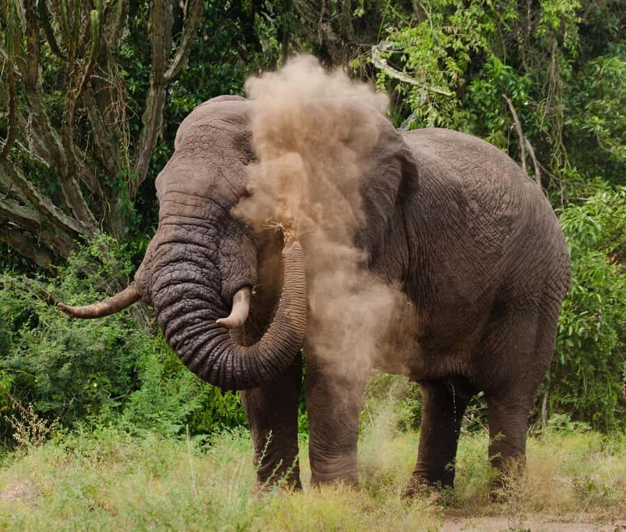 Nairobi: Day Trip to Maasai Mara Reserve & Maasai village - Maasai Village Stop: culture on your terms, plus extra fees to expect