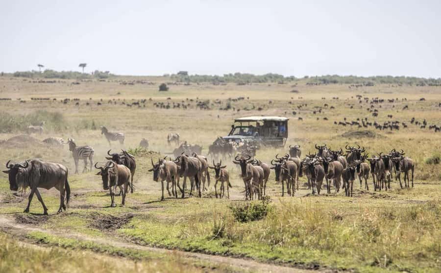 Nairobi: Day Trip to Maasai Mara Reserve & Maasai village - Timing and group size: why this feels organized (most of the time)