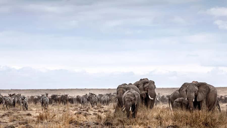 Nairobi: Day Trip to Maasai Mara Reserve & Maasai village - Who This Safari Fits Best