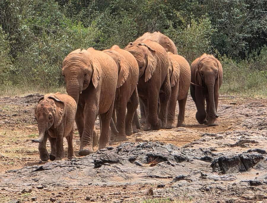 Nairobi: Elephant Orphanage Trust and Giraffe Center Tour - Daphne Sheldrick Elephant Orphanage: the one-hour baby elephant session
